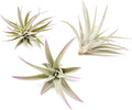 Lavender Colorful Tillandsia Air Plants - Long Lasting Color Enhanced Live Tillandsia Succulent House Plants - Home and Garden Decor - Easy Care Indoor and Outdoor Plants