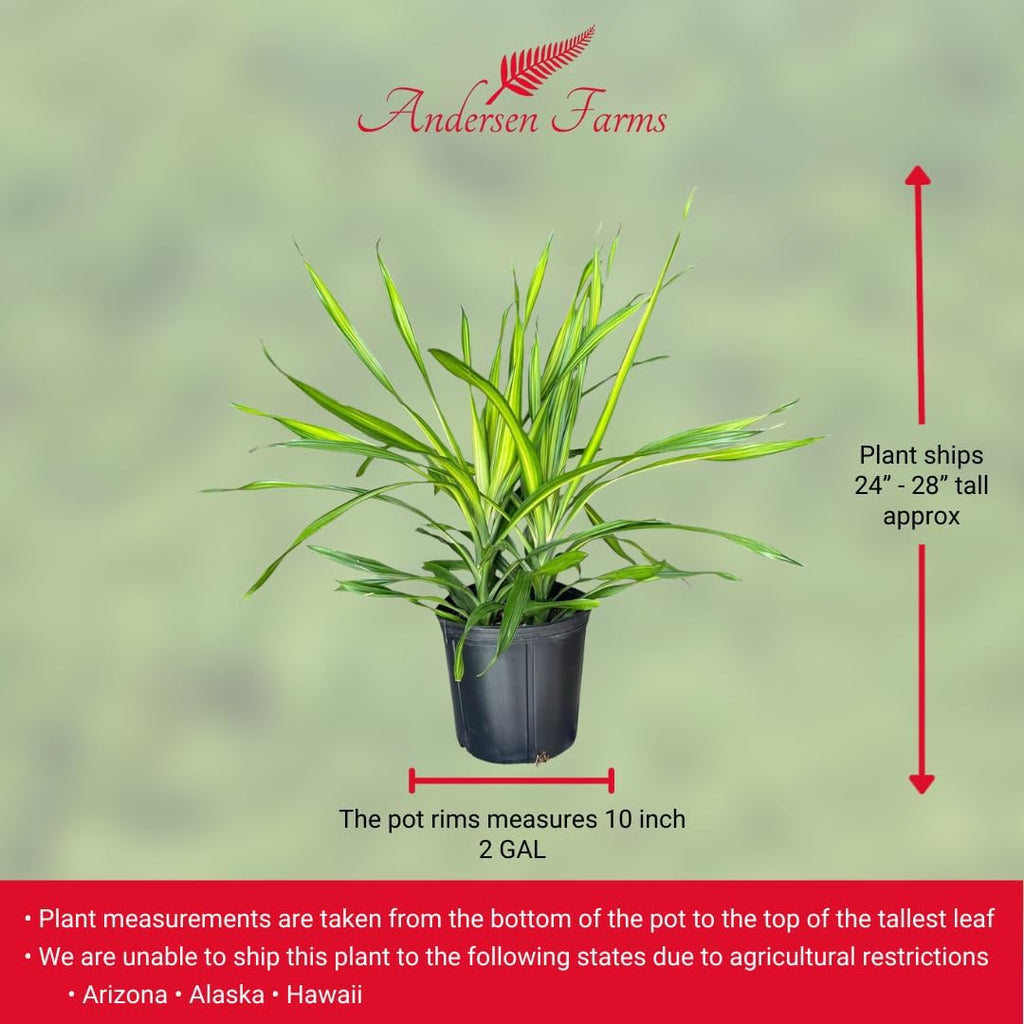 Dracaena Rikki – Live Tropical Plant in 10-Inch Grower Pot | Indoor & Outdoor Use