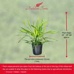 Dracaena Rikki – Live Tropical Plant in 10-Inch Grower Pot | Indoor & Outdoor Use