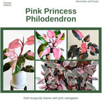 2 Pink Princess Philodendron Live Plant 5-9" Tall, Rare Tropical Indoor Houseplant Home Garden