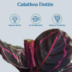 Calathea Dottie Indoor Plant - Live Colorful Prayer House Plant, Pink Plant for Home Decor, Room Decor, Air Purifier