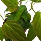 BubbleBlooms Philodendron Micans Hederaceum in a 4 inch Pot Heart-Leaf Philo, Sweetheart Plant