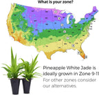 Pineapple Plant White Jade (4 Pack) | Grow Your own Food on Your Edible Organic Garden | Easy to Grow Plants | Edible Fruit Plant for Sustainable Living | Live for Planting |