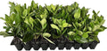 Viburnum Suspensum - 10 Live Plants - Evergreen Privacy Hedge