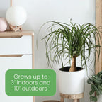 American Plant Exchange Ponytail Palm – 10-Inch Pot – Live Large Bonsai Plant, Pet Safe Indoor Tree, Easy Care Air Purifying Houseplant for Home, Office, or Gift Decor