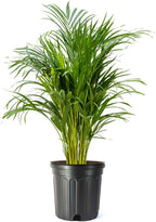 American Plant Exchange Live Areca Palm – 10-Inch Pot – Tropical Indoor Houseplant with Lush Feathery Fronds, Pet-Friendly Easy Care Plant for Homes, Offices, Patios & Decorative Containers