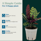 Rattlesnake Calathea Live Plant - Air Purifier, Colorful House Plant, Ideal for Home Decor and Room Decor - Rattlesnake for Indoor Plants, Calathea Lancifolia Prayer Plant