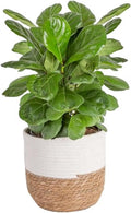 Costa Farms Fiddle Leaf Fig, Live Indoor Ficus Lyrata House Plant Potted in Modern Decor Planter, Floor Plant in Potting Soil Mix, Housewarming Gift, Room, Home, Office Decor, 2-3 Feet Tall