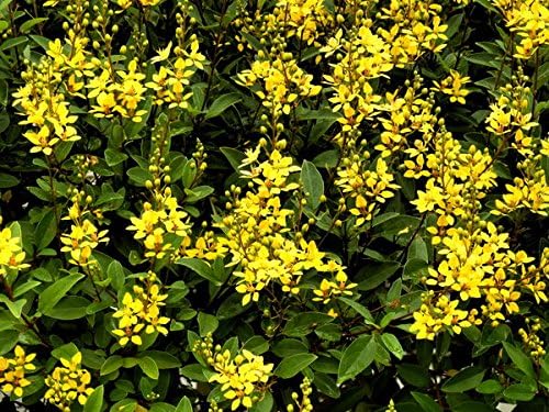 Carolina Jasmine | 30 Live Plants | Gelsemium Sempervirens | Fragrant Yellow Blooms, Evergreen Vine, Low Maintenance, Fast Growing, Climbing, Attracts Pollinators, Garden Trellis