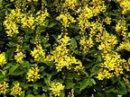 Carolina Jasmine | 10 Live Plants | Gelsemium Sempervirens | Fragrant Yellow Blooms, Evergreen Vine, Low Maintenance, Fast Growing, Climbing, Attracts Pollinators, Garden Trellis
