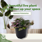 BubbleBlooms Pink Hypoestes Phyllostachya in a 4 inch Pot Polka Dot Flamingo Plant