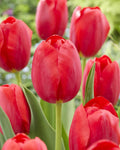Fancy Red Tulip Bulbs for Planting, Easy to Grow Perennial Flower Bulbs