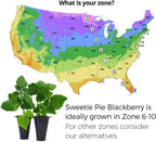 BlackBerry Plants Sweetie Pie (4 Pack) Live for Sale | Easy to Grow Plants | Edible Fruit Plant for Sustainable Living | Grow Your own Food on Your Organic Garden | Live for Planting |