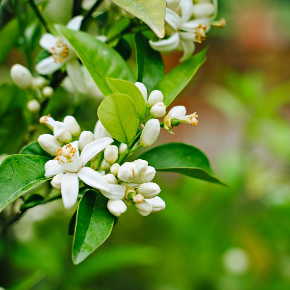 Brighter Blooms - Nules Clementine Tree, 4-5 Feet - Live Fruit Plant - No Shipping To AL, AZ, CA, FL, GA, LA, OR, TX, MS