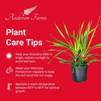 Dracaena Rikki – Live Tropical Plant in 10-Inch Grower Pot | Indoor & Outdoor Use