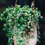 String of Turtles Plant Live, Trailing Succulent Vine, Rare Live Indoor Plant in Pot