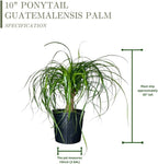 Ponytail Palm Elephant's Foot Live Plant for Indoor, Outdoor Use, 10-inch Grower Pot