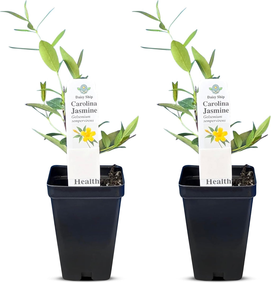 Carolina Jasmine Plant, Live Evergreen Vine, Fragrant Yellow Blooms, Fast Growing Climber for Trellis, Fences, or Arbors - Gelsemium sempervirens - 2 Cups