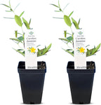 Carolina Jasmine Plant, Live Evergreen Vine, Fragrant Yellow Blooms, Fast Growing Climber for Trellis, Fences, or Arbors - Gelsemium sempervirens - 2 Cups