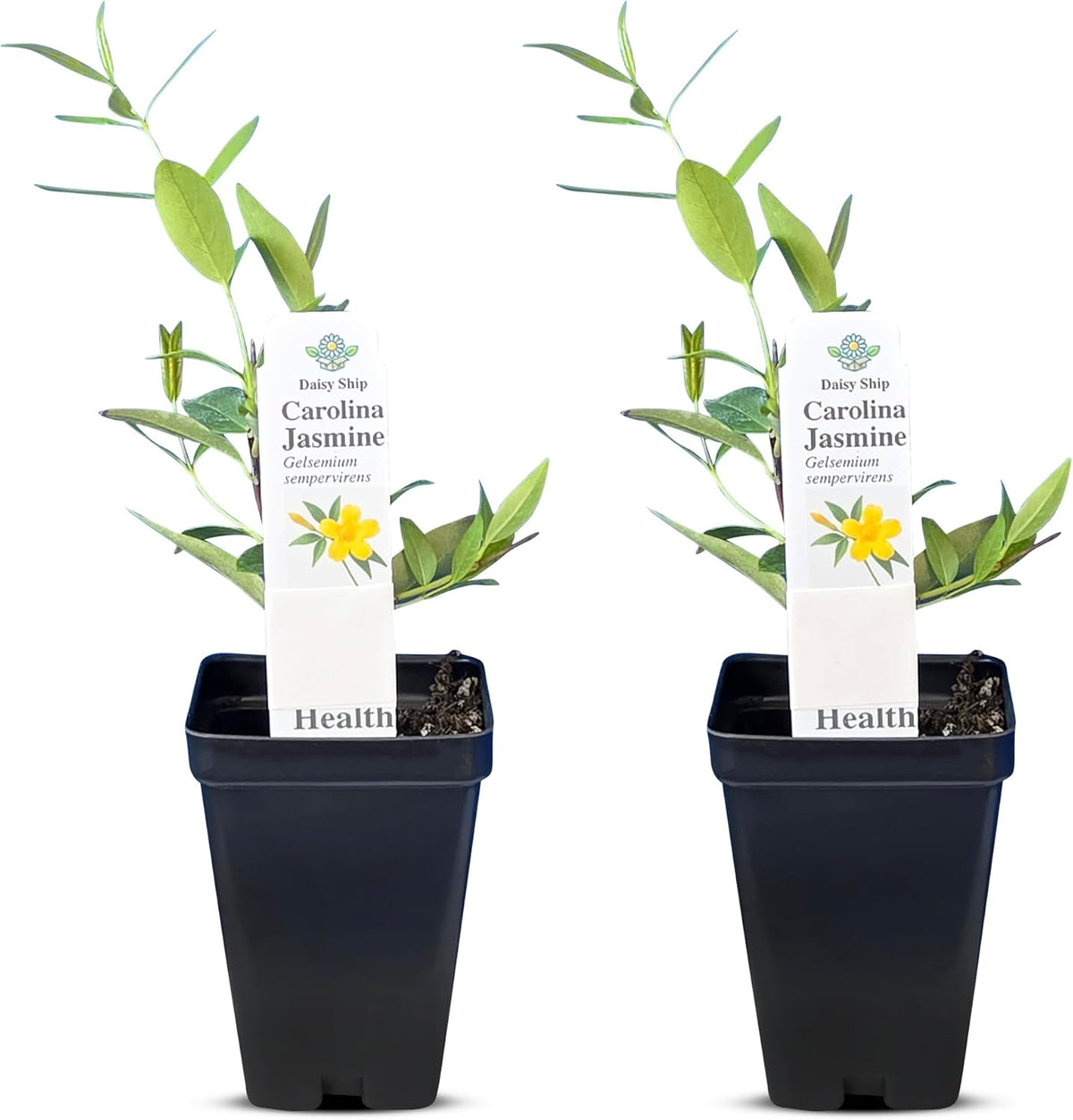 Carolina Jasmine Plant, Live Evergreen Vine, Fragrant Yellow Blooms, Fast Growing Climber for Trellis, Fences, or Arbors - Gelsemium sempervirens - 2 Cups