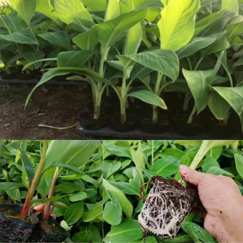 Truly Tiny Banana Plant Live, 4-6" Tall Well-Rooted for Indoor Tropical Displays, Cold Hardy Banana Fruit Tree
