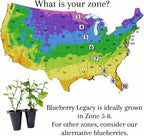 Pink Lemonade Blueberry (Legacy)