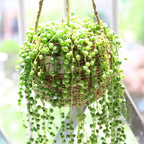 String of Pearls Plant Live, Trailing Succulent Vine, Rare Live Indoor Plant in Pot