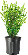 Wintergreen Boxwood | 1 Extra Large 3 Gallon Plant | Buxus Microphylla | Evergreen Shrub, Dense Foliage, Formal Garden, Low Maintenance, Privacy Hedge, Year-Round Interest, Landscaping Shrub