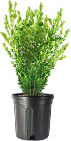 Wintergreen Boxwood | 1 Extra Large 3 Gallon Plant | Buxus Microphylla | Evergreen Shrub, Dense Foliage, Formal Garden, Low Maintenance, Privacy Hedge, Year-Round Interest, Landscaping Shrub