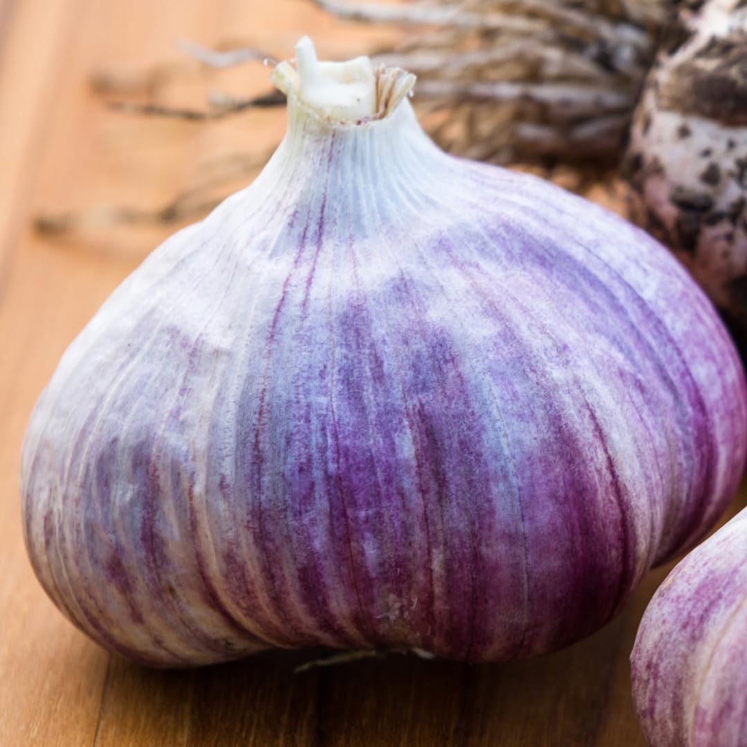 1 Pound Garlic for Planting in Fall Hardneck, 8-10 Purple Garlic Bulbs for Planting, Fresh and High Yield Bulb Variety Pack, Hardy and Fast Growing