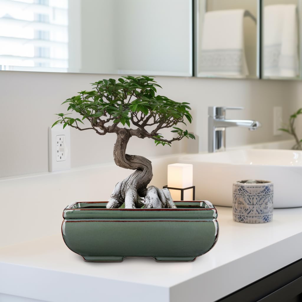 Ceramic Bonsai Pots with Drainage Hole Set of 2, Green Glazed Bonsai Planters for Indoor/Outdoor Use, Rectangular Shallow Bonzai Tree Pot for Succulent, Orchids, Cacti, Home, Patio, Garden, 8.7"x5.9"