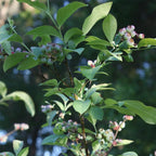 Pink Lemonade Blueberry (Legacy)