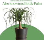 American Plant Exchange Ponytail Palm – 10-Inch Pot – Live Large Bonsai Plant, Pet Safe Indoor Tree, Easy Care Air Purifying Houseplant for Home, Office, or Gift Decor