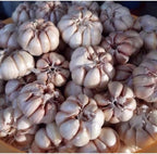 1 Pound Hard Neck Garlic for Planting in Fall, White Garlic Bulb for Planting, Fresh and High Yield, Cold Hardy, Planting Softneck Hardneck