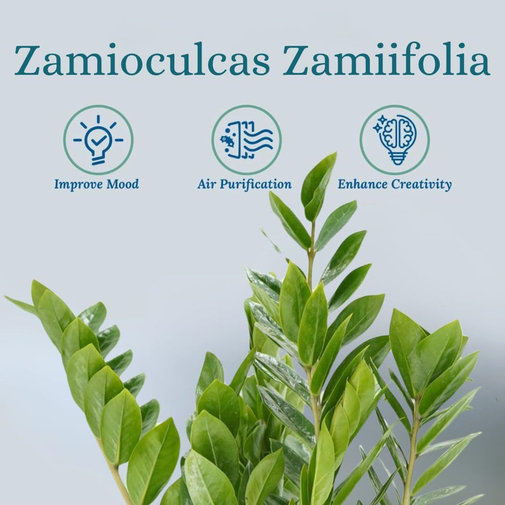 ZZ Plant Live - Air Purifier Indoor House Plant for Home Decor, Room Decor - Ideal Live Plant for Indoor Spaces - Plants Live Houseplants