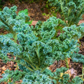 Kale Plant in 4 Inch Pot, 3 to 5 Inch Tall Vegetable Kale Plants Seedling, Cold Harrdy Plants for Outdoors Planting