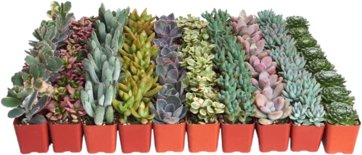 Shop Succulents Pastel Succulent Plant Pack Bulk Collection - Live Mini Succulent Plants, Low Maintenance, Bright & Serene Colors & Textures - Wedding and Party Favors, Gift & Garden, Pack of 64
