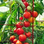 Tomato Cages 6 Packs 46 Inch (H) Plant Stand with 164 Feet Twist Ties, Heavy Duty Garden Plants Support for Tomatoes, Cucumber, and Other Climbing Plants (Red)