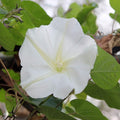 Outsidepride Ipomoea Alba Moonflower Seeds – 100 Pcs Annual, Vining Flower Seeds for Planting, Fragrant Night-Blooming Climbers for Trellises, Moon Gardens, Night Pollinators & Outdoor Landscapes