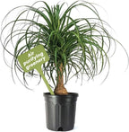 American Plant Exchange Ponytail Palm – 10-Inch Pot – Live Large Bonsai Plant, Pet Safe Indoor Tree, Easy Care Air Purifying Houseplant for Home, Office, or Gift Decor