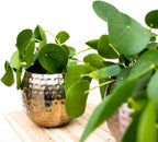 Pilea Peperomioides 'Chinese Money' Live Plant for Indoor | Different Houseplants in 4'' & 6'' Pot | Real House Plant for Living Room, Office, Desk & Bathroom | Friendship Plant