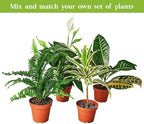 Maranta Red Prayer Live Plant for Indoor | Different Houseplants in 3'' Pot | Real House Plant for Living Room, Office, Desk & Bathroom | Prayer Plant