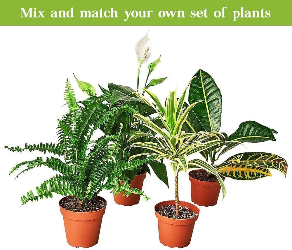 Maranta Red Prayer Live Plant for Indoor | Different Houseplants in 3'' Pot | Real House Plant for Living Room, Office, Desk & Bathroom | Prayer Plant
