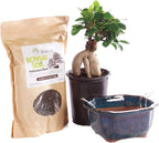 Brussel's Bonsai Live Ginseng Grafted Ficus Bonsai Tree Kit - Small Indoor Bonsai Ficus Tree - Bonsai Kit with Ceramic Bonsai Pot and Bonsai Soil