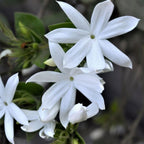 Jasmine Plant, Fragrant Jasmine Flower Vine 4-8 Inches Well Rooted for Container, Hanging Basket Growing (White)