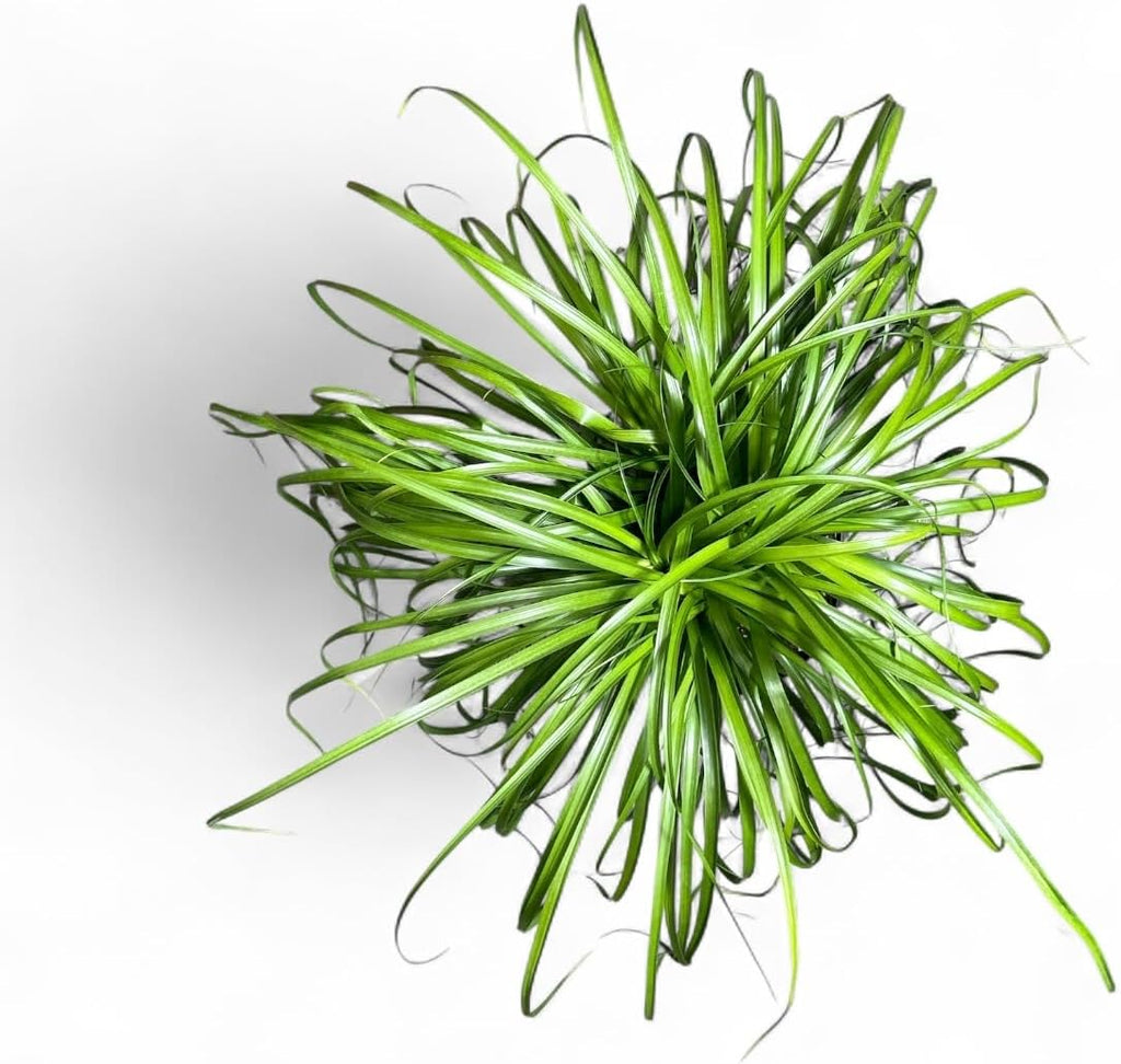 Ponytail Palm Elephant's Foot Live Plant for Indoor, Outdoor Use, 10-inch Grower Pot