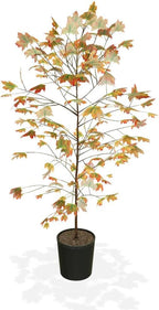 Brighter Blooms - Autumn Blaze Maple Tree, 6-7ft - Two Best Maples in One Tree - No Shipping to AZ