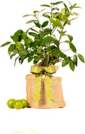 Sympathy Persian Lime Gift Tree, Lime Tree, Easy to Grow, Indoor/Outdoor, Live Plant, Lasting Sympathy Gift, by The Magnolia Company, Can't Ship to CA, AL, AZ, LA, TX