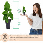 BlackBerry Plants Sweetie Pie (4 Pack) Live for Sale | Easy to Grow Plants | Edible Fruit Plant for Sustainable Living | Grow Your own Food on Your Organic Garden | Live for Planting |