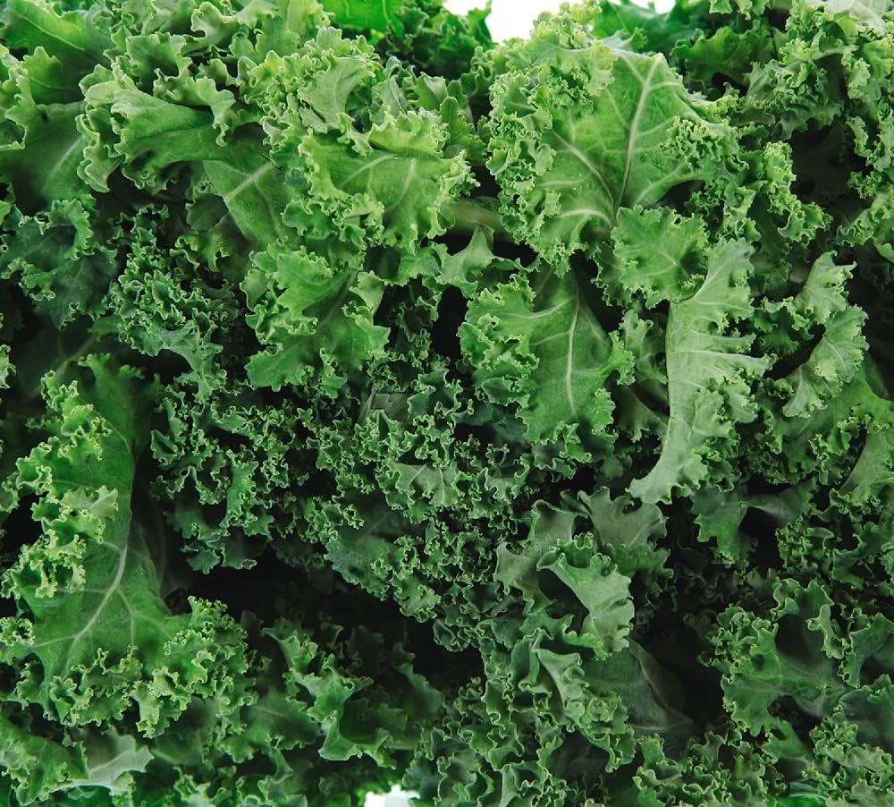 Dwarf Siberian Kale Seeds for Planting – Plant & Grow Heirloom Non-GMO Dwarf Siberian Kale in Home Outdoor Vegetable Garden, Brassica Napus – 5 Packets